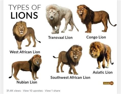 Pin by Mr. Six6five5 on Misc Items | Lion species, Lion facts, Animals wild