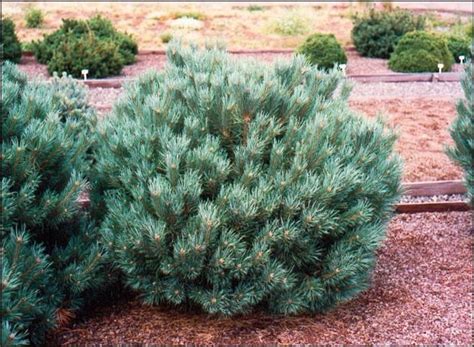 Dwarf Scotch Pine (1 m h & w) A dwarf pine with blue-green needles forming a tight flattened ...