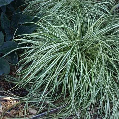 15 of the Best True Sedge Plant Varieties for the Home Garden