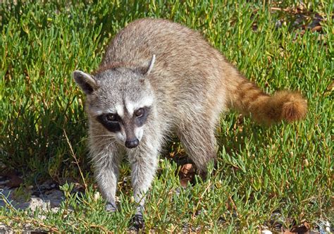 CalPhotos: Procyon pygmaeus; Cozumel, Pygmy Raccoon