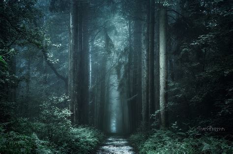 HD wallpaper: Foliage, Path, Autumn, 5K, Dark, Forest | Wallpaper Flare