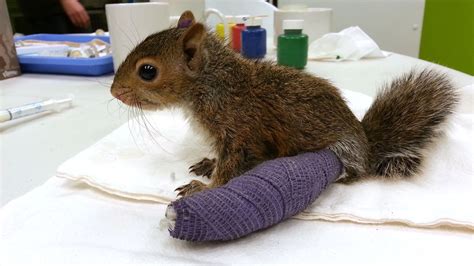 Adorable baby squirrel wears a cast for broken ankle | Baby squirrel ...