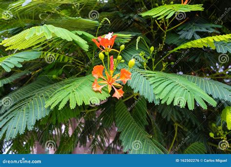 Leaves and Flowers of a Delonix Regia Tree Stock Photo - Image of beautiful, green: 162502276