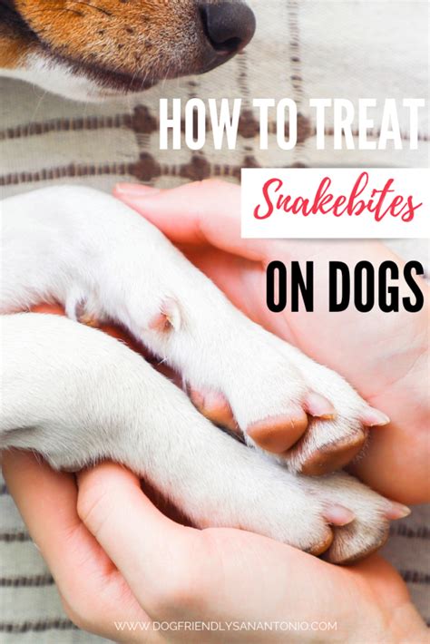 The Most Dreaded “S-Word” in Dog Ownership: Snakebite! - The Dog Guide San Antonio