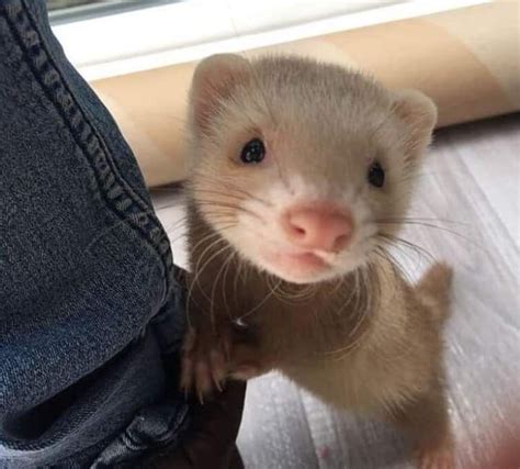 a ferret standing next to someone's leg