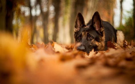 German Shepherd Wallpapers - Wallpaper Cave