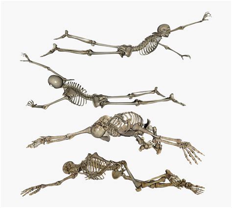 Skeleton, Laying, Crawling, Dead, Skull, Bones - Skeleton Lying Down ...