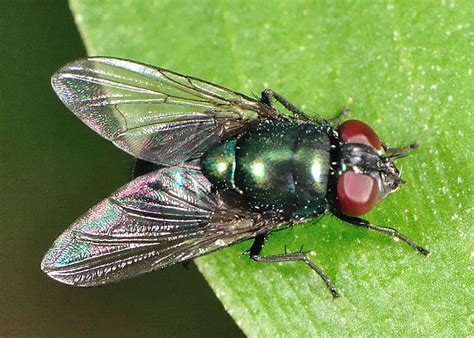 Small Green Fly - Neomyia sp.