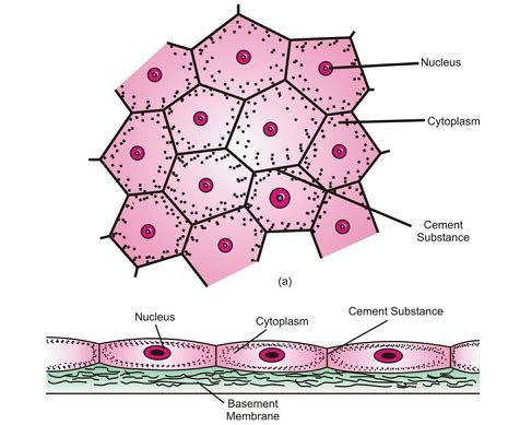 TISSUES OF ANIMAL