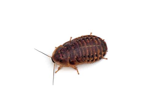 15 Types Of Roaches With Pictures: A Complete Identification Guide 2021 - Babyroaches