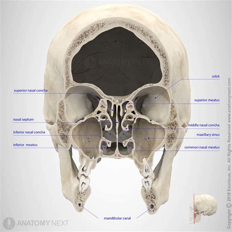 88 Beautiful Nasal Cavity 3d Model - Free Mockup