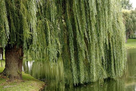 Willow Tree | Willow tree, Weeping willow, Tree