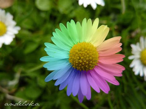 Rainbow flowers - Pack of Many Rainbows Photo (32177469) - Fanpop