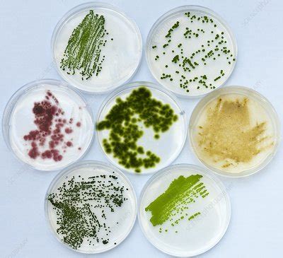 Microalgae food supplement production - Stock Image - C011/4112 - Science Photo Library