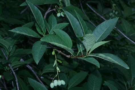 Styrax japonica (Styracaceae) image 44604 at PlantSystematics.org