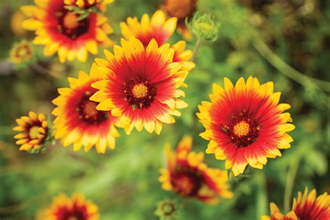 Fiery Flower • Jekyll Island, Georgia • Vacation, Conservation, and Education Destination