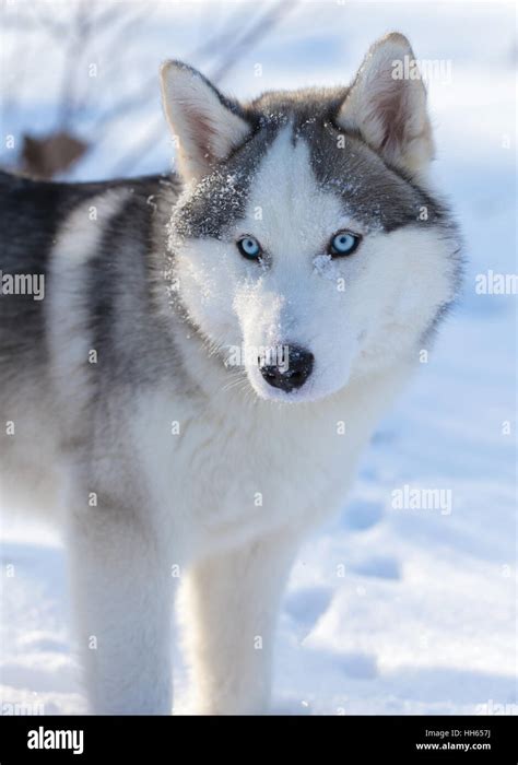 Husky puppy with blue eyes outdoors in winter Stock Photo: 131057574 - Alamy