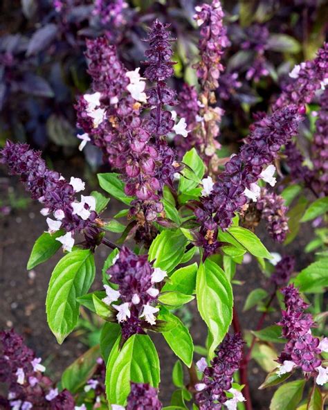 How to Harvest Basil (Must-know tip for an abundant harvest!) - Together Time Family