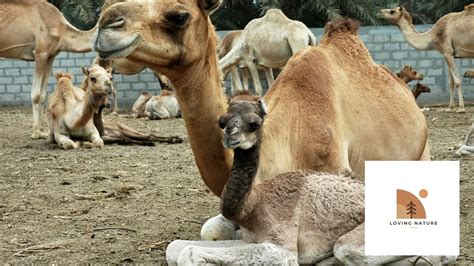 T191+ Of The Best Camel Names: Unique Ideas to Name Your Pet Camel