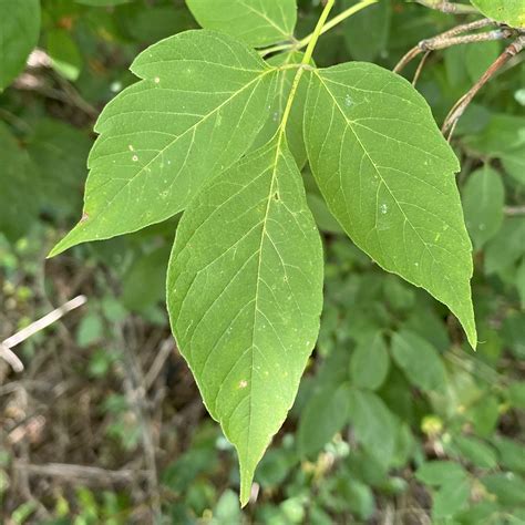 Manitoba maple | ontario.ca