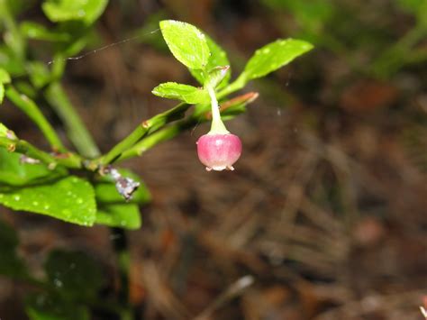 Vaccinium myrtillus L. | Plants of the World Online | Kew Science