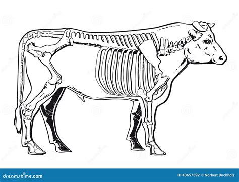 Cattle Skeleton Vector Illustration | CartoonDealer.com #40657392