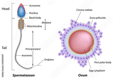 "Structure of egg and sperm, labeled. " Stock photo and royalty-free images on Fotolia.com - Pic ...