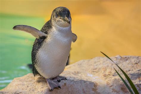 Penguin Island- Western Australia - Love Your Travels