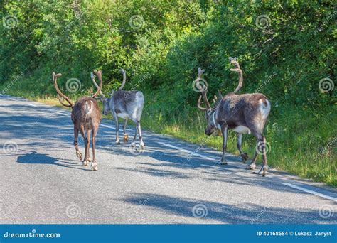 Herd of Reindeer in the Norway Stock Photo - Image of lapland ...