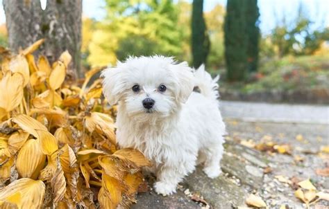 Teacup Maltese Puppy Care | Bruin Blog