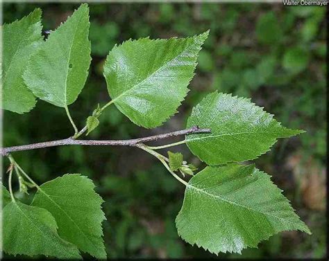 a branch with green leaves in the foreground