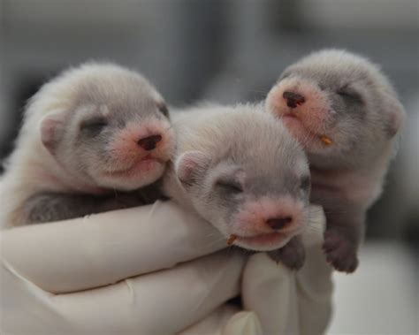 Captive Breeding - BLACKFOOTEDFERRET.ORG