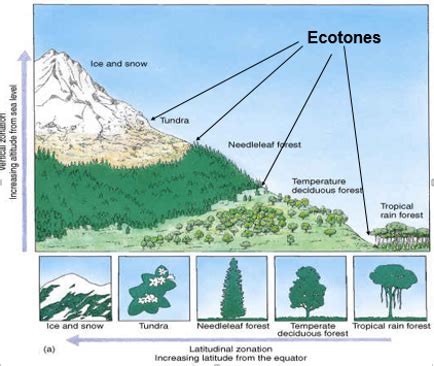 Presales: A Multi-Dimensional Cultural Ecotone - Great Demo