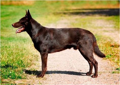 Australian kelpie - Puppies, Facts, Pictures, Price, Temperament ...