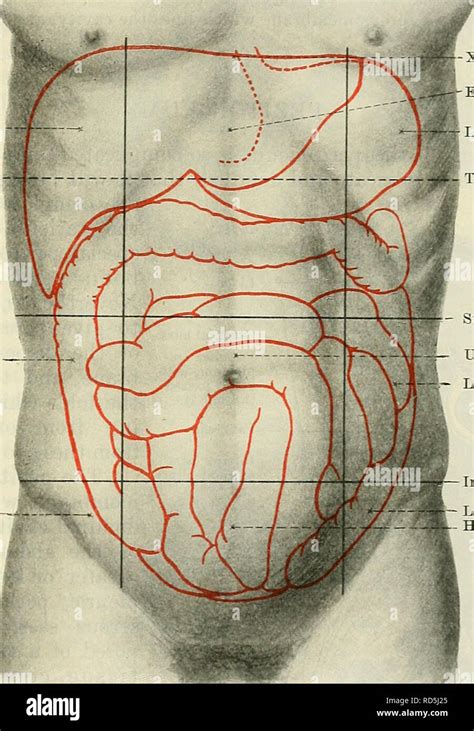 . Cunningham's Text-book of anatomy. Anatomy. THE ABDOMINAL CAVITY. 1159 perpendicular planes ...