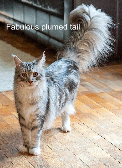 13 cat tail postures and movements and what they mean – Michael Broad