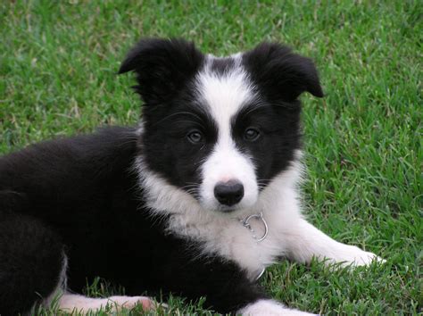 Nothing found for Pupstekoop | Collie puppies, Puppy dog pictures, Collie