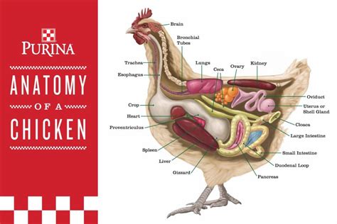 chicken-anatomy Raising Backyard Chickens, Backyard Poultry, Chicken Chick, Chicken Feed ...