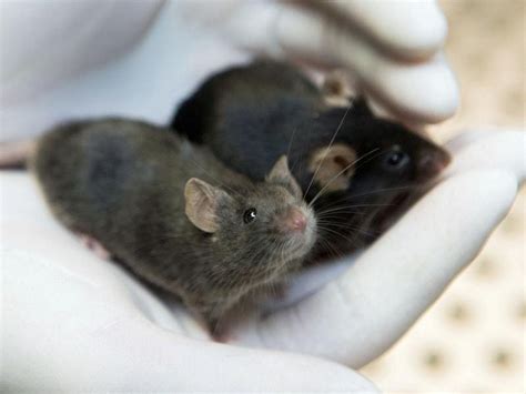 First step taken towards controlling heredity in mammals | Express & Star