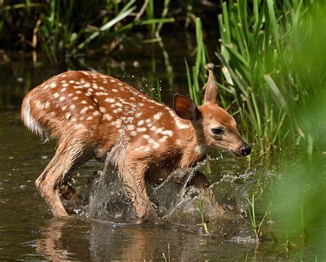 Traverse City Man Heroically Saves Baby Deer From Drowning