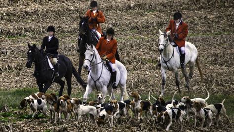 Chasse Au Renard Au Chien Courant - Chien Nouvelles