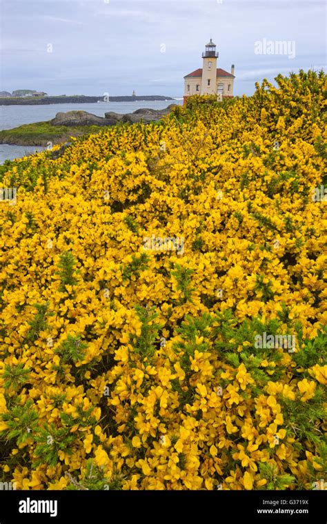 Light house on Oregon Coast Stock Photo - Alamy