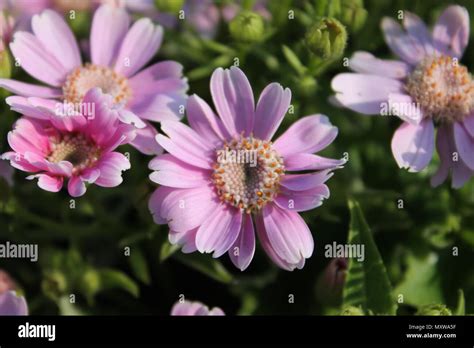 Baby Pink Flowers Stock Photo - Alamy