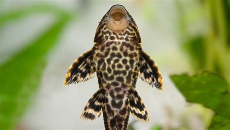 Sailfin Pleco Care 101: Diet, Size, & More | 2024 Updated