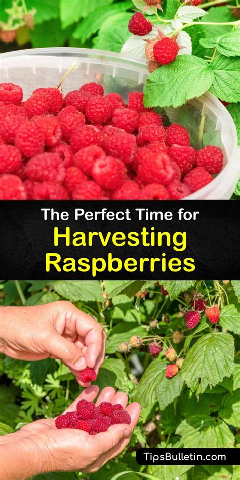 Raspberry Harvest Time - How and When to Pick Raspberries