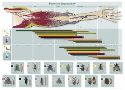 entomology :: www.forensicmed.co.uk