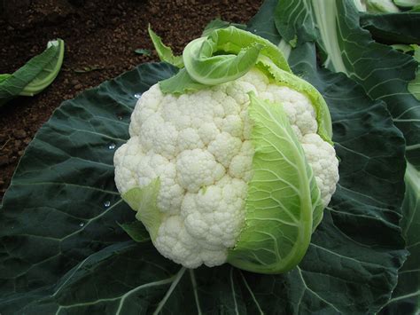 Cauliflower harvest management - McDonalds Seeds