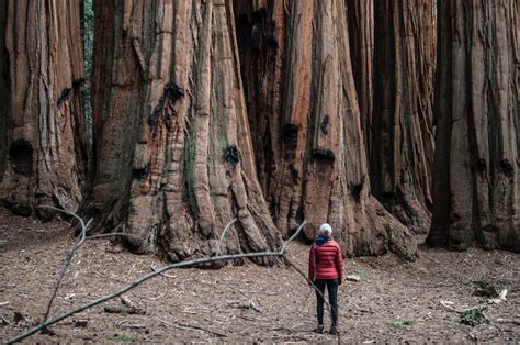 Yosemite | Giant Sequoia Fact Sheet | Blog | Nature | PBS