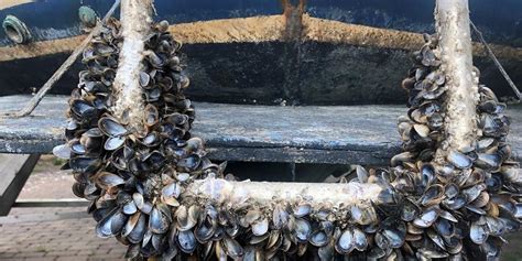 Blue mussel habitat is decreasing | University of Gothenburg