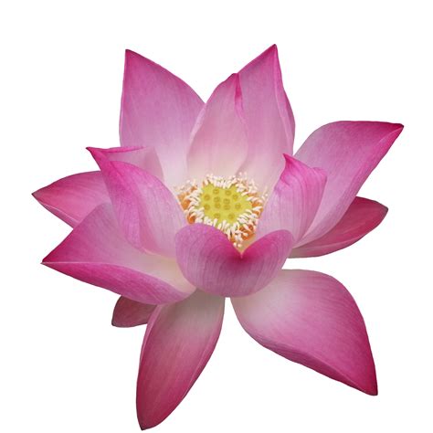 Lotus Flower Images Clip Art | Best Flower Site